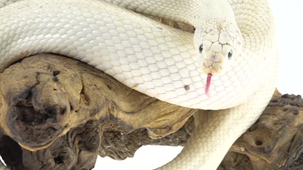 Texas Rat Snake Isolated on Wooden Snag at White Background in Studio