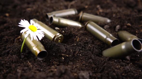 Bullet casings fall to the ground and chamomile flower. Slow motion. alt