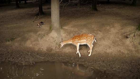 View of a deer at the zoo in Nyiregyhaza, Hungary