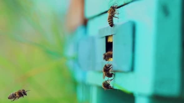 Honey bees swarming and flying around their beehive. Apiary concept. Slow motion