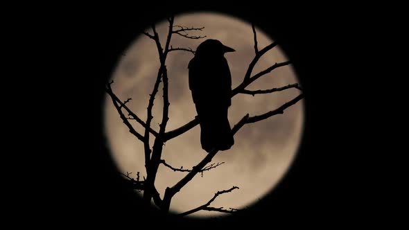 Birds On Branch With Large Moon Behind