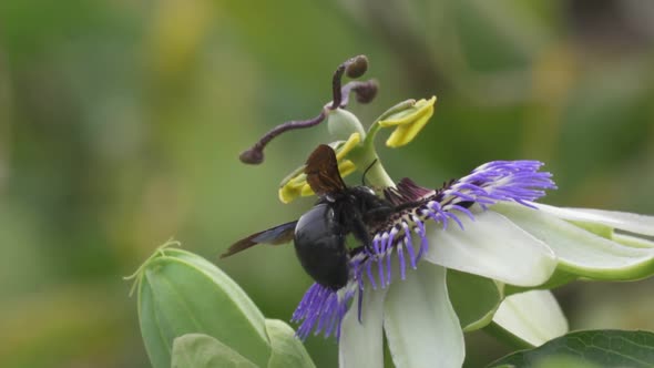 Close up of a black bumblebee flying over a blue crown passion flower collecting nectar. Slow motion