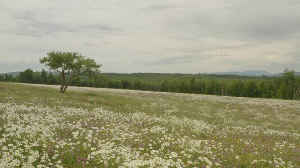 Wildflowers bloom in meadow lone tree stands among them