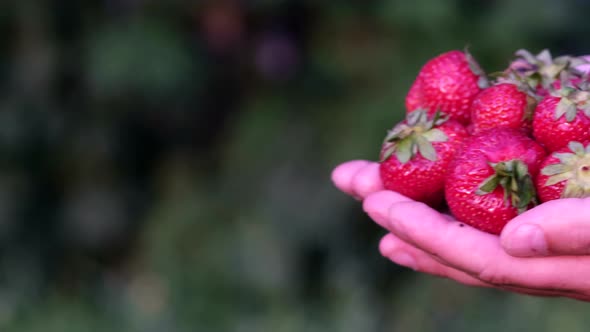 Ripe Red Strawberries in the Hands of a Woman on a Green Background in the Garden