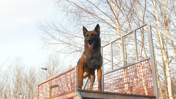 Trained German Shepherd Dog on the Stand on the Playground