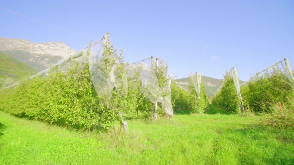 Long Rows of Young Apple Trees Grow Along Aisles Under Mesh