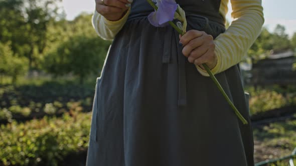 Gardener Woman in a Working Apron Holds in Her Hands a Twig of Iris Flower. Beautiful Scene in the