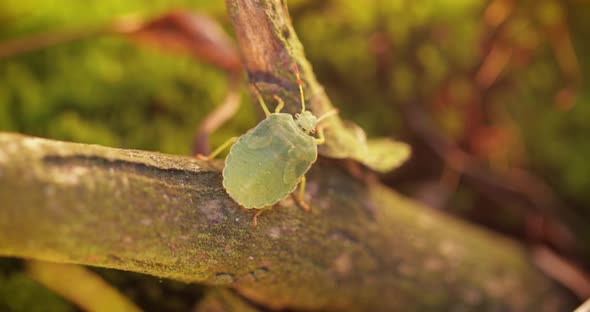 Forest Green Shield Bug Palomena Prasina Green Stink Bug is a Species of Shield Bug