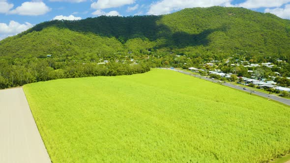 Aerial, Beautiful View On Sugar Cane Plantation In Tablelands In Queensland, Australia