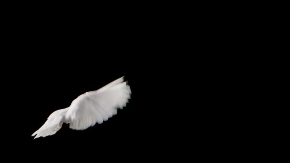 Beautiful Dove with White Plumage Flies in the Studio on a Black Background