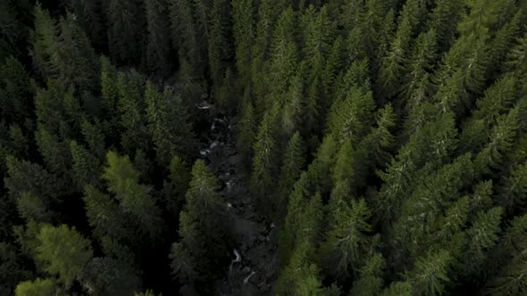 Flying Over Forest of Alaska USA