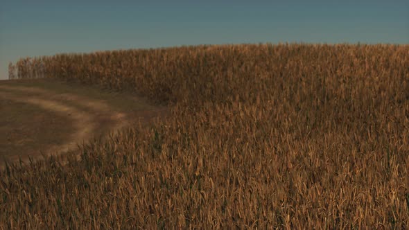 Gold Wheat Field at Sunset Landscape