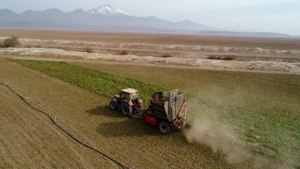 Beet Harvesting