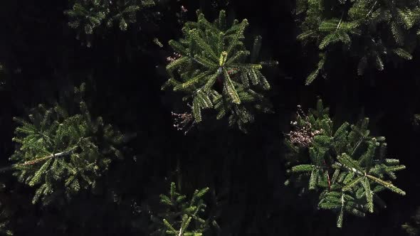 Rotating aerial downward shot above Christmas trees