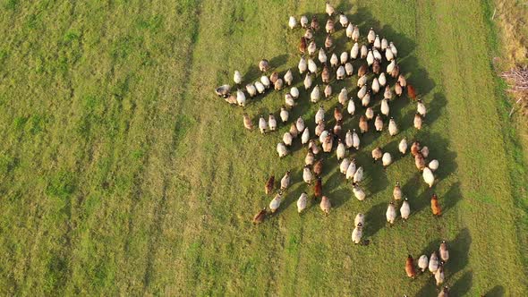 Aerial shot how sheeps walk on field pasture in countryside. 