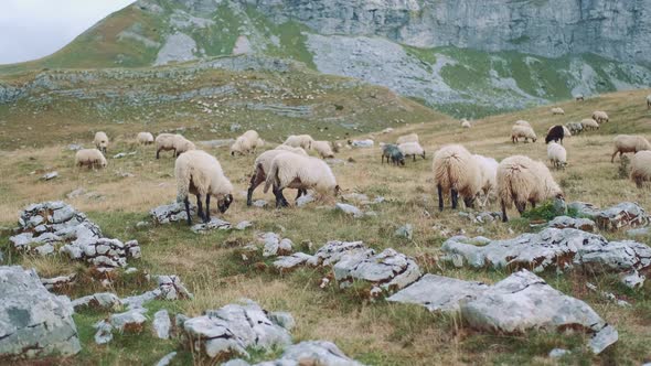White Sheep with Black Heads and Legs Grazing in the Steppe