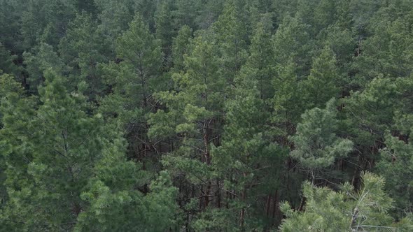 Green Pine Forest By Day Aerial View