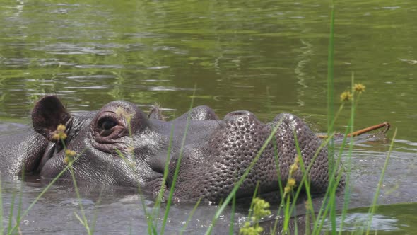 Head Of A Hippopotamus Behind The Green Grass While Submerged In The Cold River In Botswana On A Sum