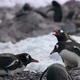 Gentoo penguins (Pygoscelis papua) on rocks, Cuverville Island, Antarctica - VideoHive Item for Sale