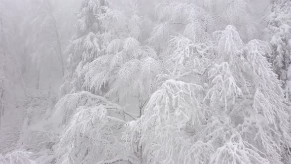 Aerial View of Snow Covered Trees in the Mountains in Winter