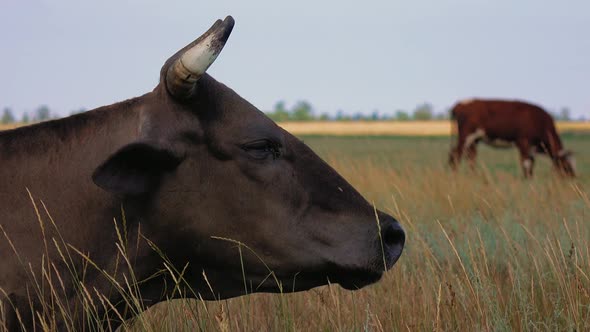 Black Cow Lies in the Meadow . Close Up