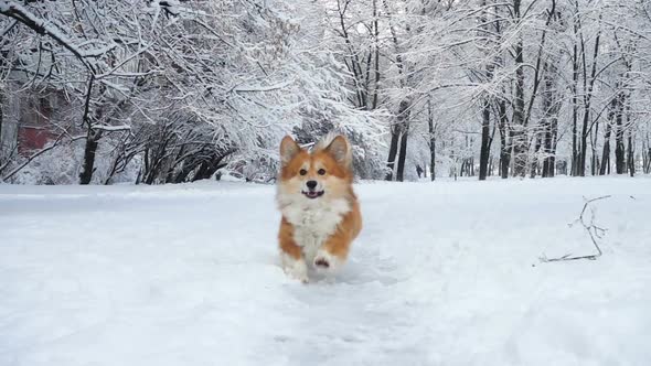 Little Funny Corgi Fluffy Puppy Walking Outdoors At The Winter Day