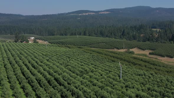 Aerial flying above field of apple tree fields in the state of Washington.