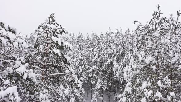 The Landscape Winter Forest in Cloudy Weather Field