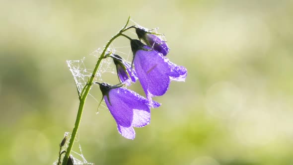 Gentle Wild Bell Flower Blooming in Sunny Summer Meadow with Morning Dew