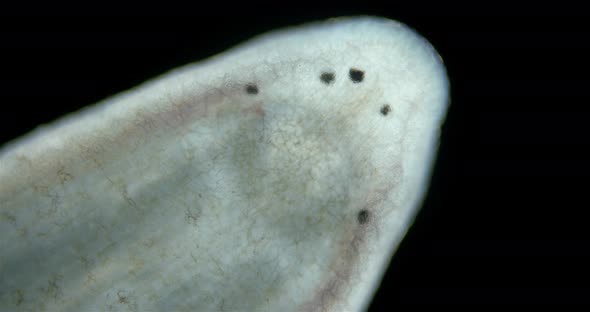 Leech Family Erpobdellidae Under a Microscope Order Arhynchobdellida