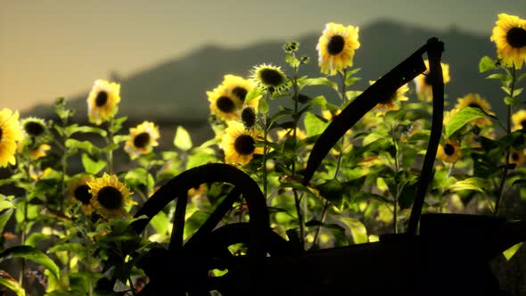 Old Vintage Style Scythe and Sunflower Field