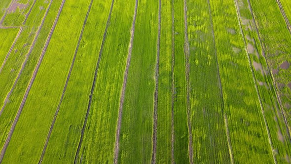 Aerial look down green paddy field