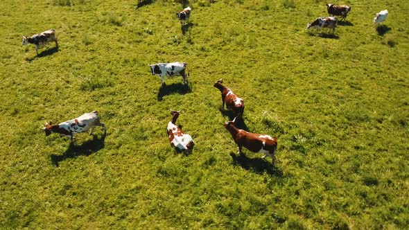 Cows Grazing on Pasture