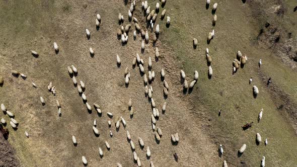 Flying Above a Herd of Sheep