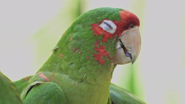 Close up of a sleepy green and red mitred parakeet with its eyes closed between birds resting in nat