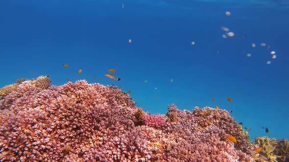 Many Fish Swim Among Red Corals in the Red Sea