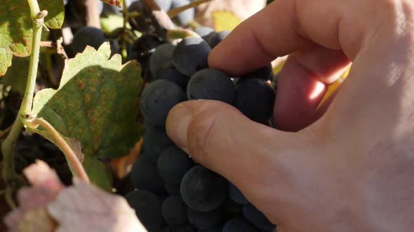 Picking up berry from cluster of grapevines slow-mo video