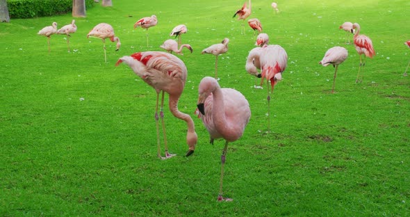 Pink American Flamingos Walking with Other Flamingos on Background Green Plants