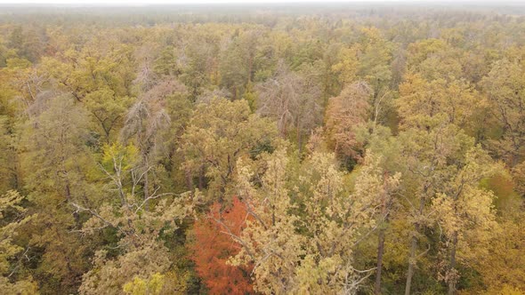 Trees in the Forest on an Autumn Day