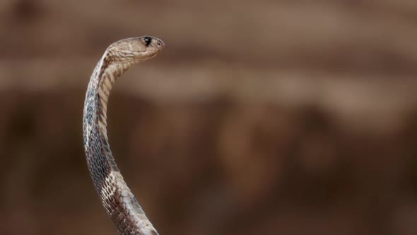Indian Spectacled Cobra Snake Venomous with Its Hood  Lat