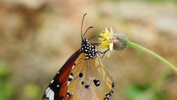 Butterfly Closeup