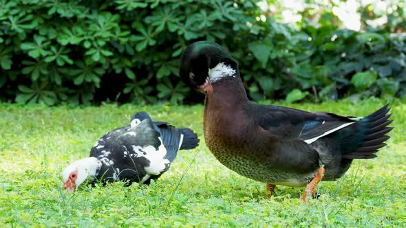 Big Farm Ducks Clean Its Feathers and Search in Grass for Food