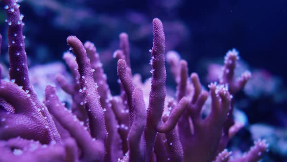 Sea anemone in the water.