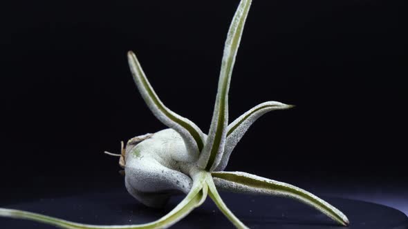An air plant sits in a black setting being rotated slowly highlighting its green alien looking leave