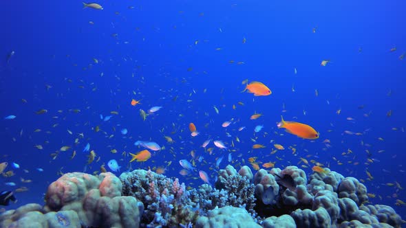 Tropical Coral Garden Underwater Life