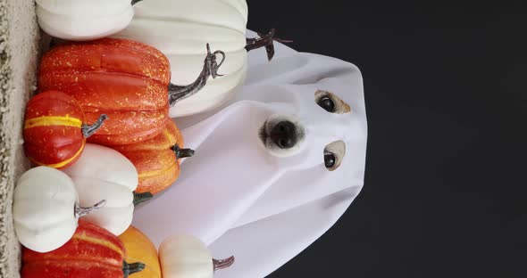 Funny Dog in Halloween Costume