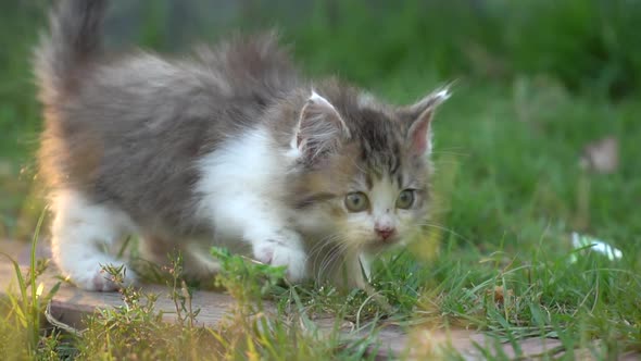 Cute Persian Kitten Walking In The Park