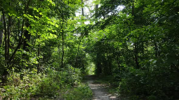 Natural Landscape in the Forest During the Day