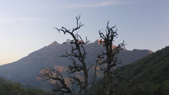 Bare Tree Against Forestry Mountain Peaks Lit By Sunlight