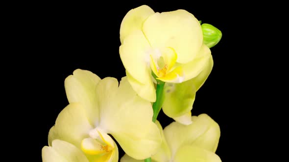 Blooming Yellow Orchid Phalaenopsis Flower